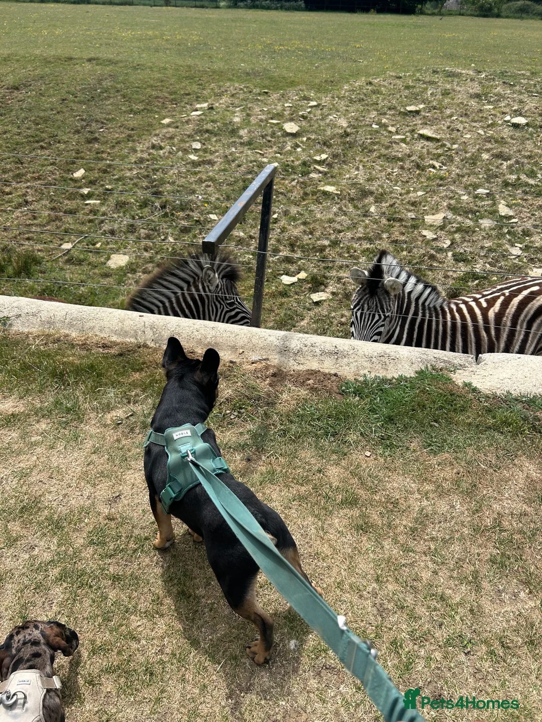 French Bulldog dogs for sale: Black and Tan French Bulldog in Aldershot - Advert 6