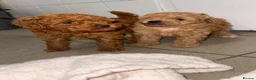 Toy Poodle dogs for sale: A wonderful handsome little boy toy poodle  in Pontypool - Advert 4