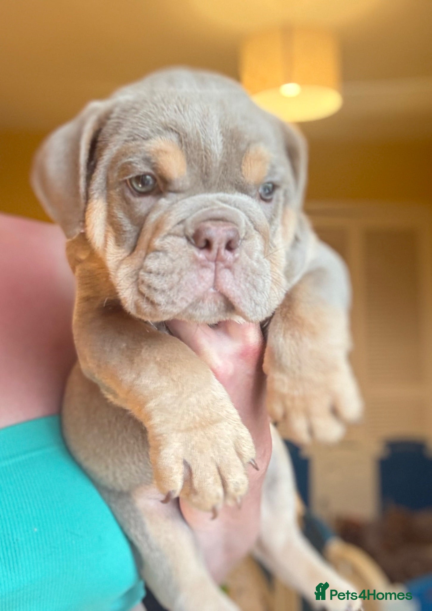 English Bulldog dogs for sale: KC English bulldog puppies  - Advert 1