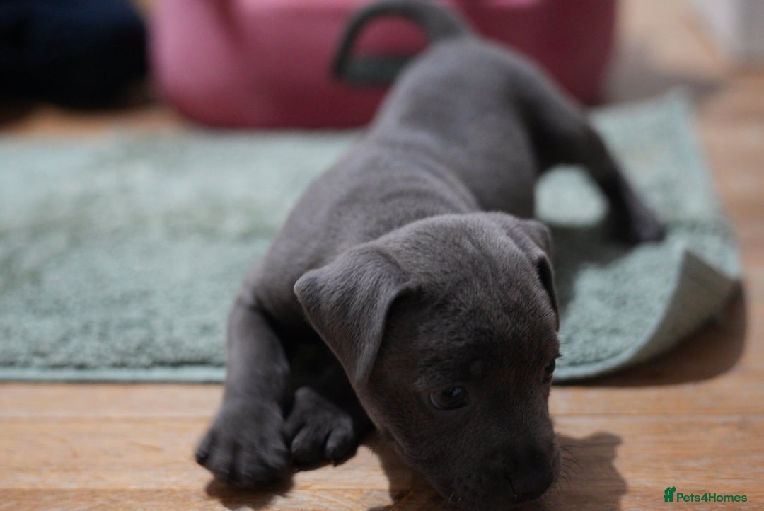 Staffordshire Bull Terrier dogs for sale: Ready now! Stunning Staffy Puppies 🐶 - Advert 12