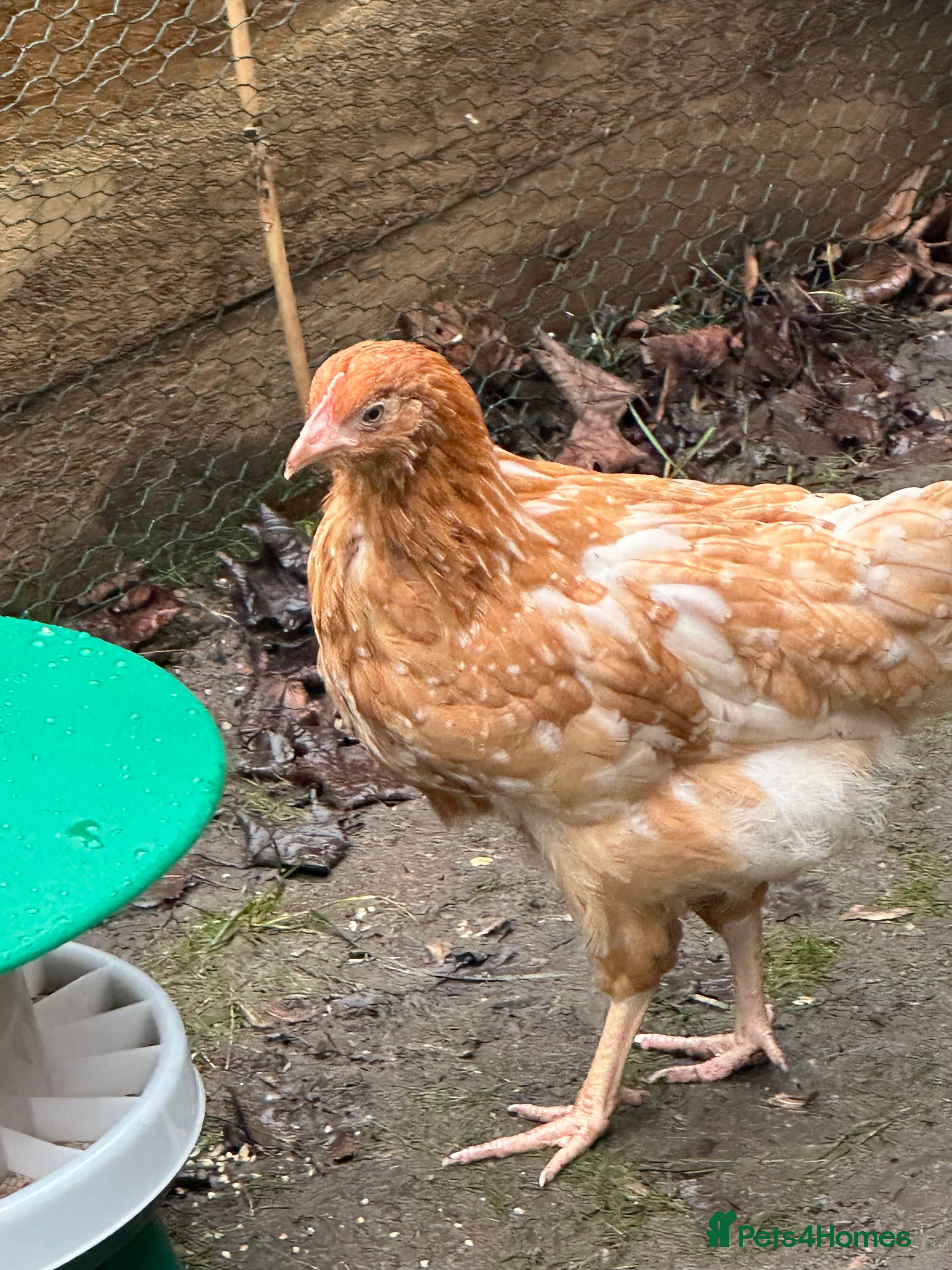 Chickens poultry Brown laying hen - Advert 1