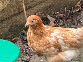 Chickens poultry Brown laying hen - Advert 4