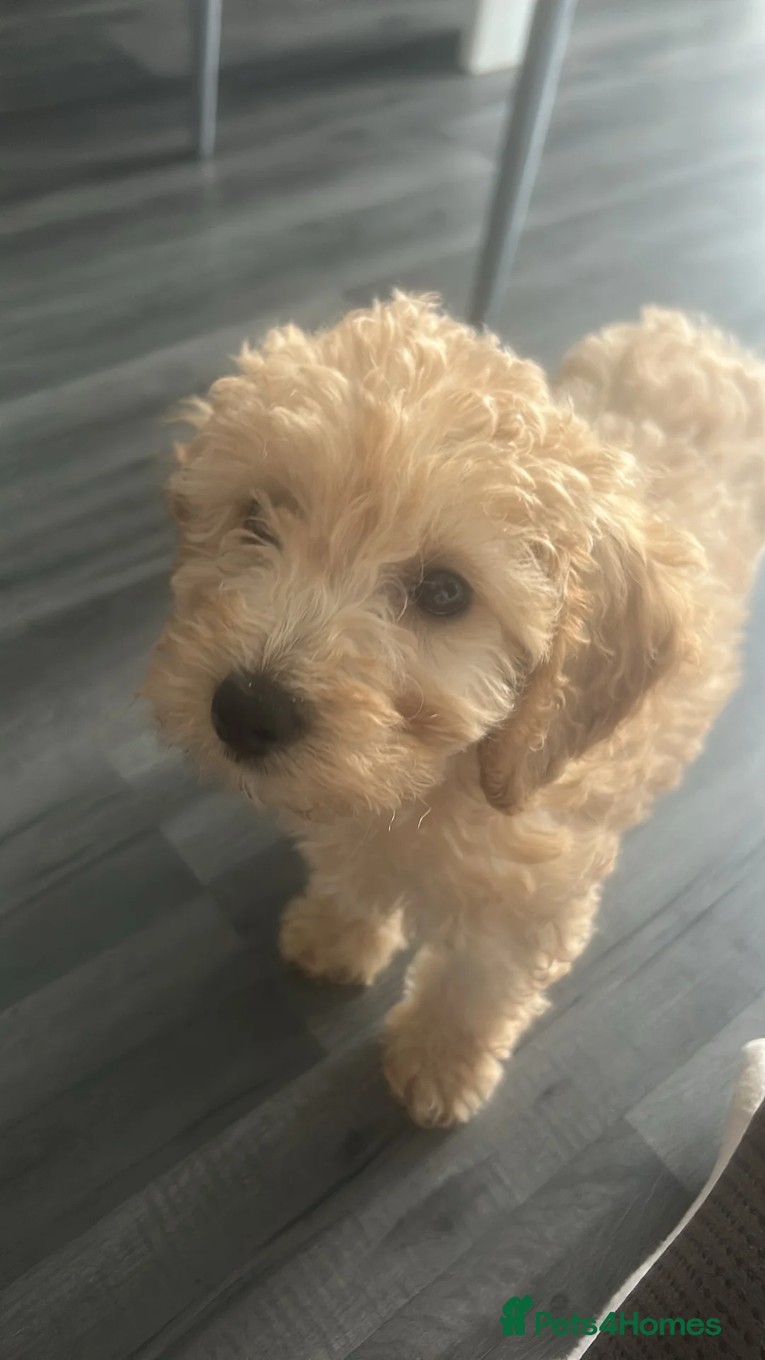 Cockapoo dogs for sale: beautiful girl - Advert 3