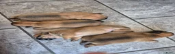 Mixed Breed dogs for sale: French bulldog Tzu pups - Advert 11