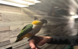 Budgerigars birds for sale: Hand-reared Black headed Caique for sale!!!  - Image 2