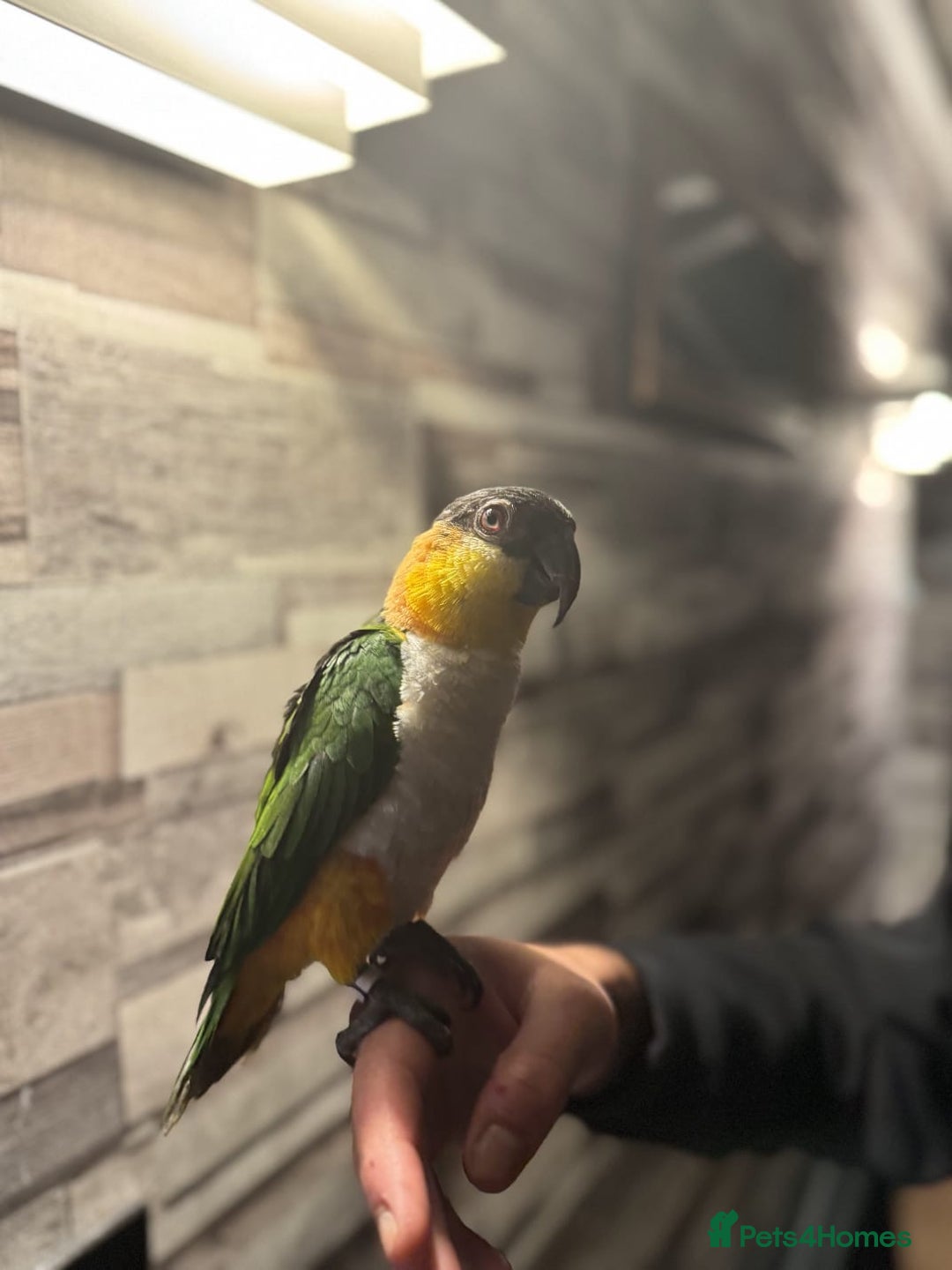 Budgerigars birds for sale: Hand-reared Black headed Caique for sale!!!  - Image 2