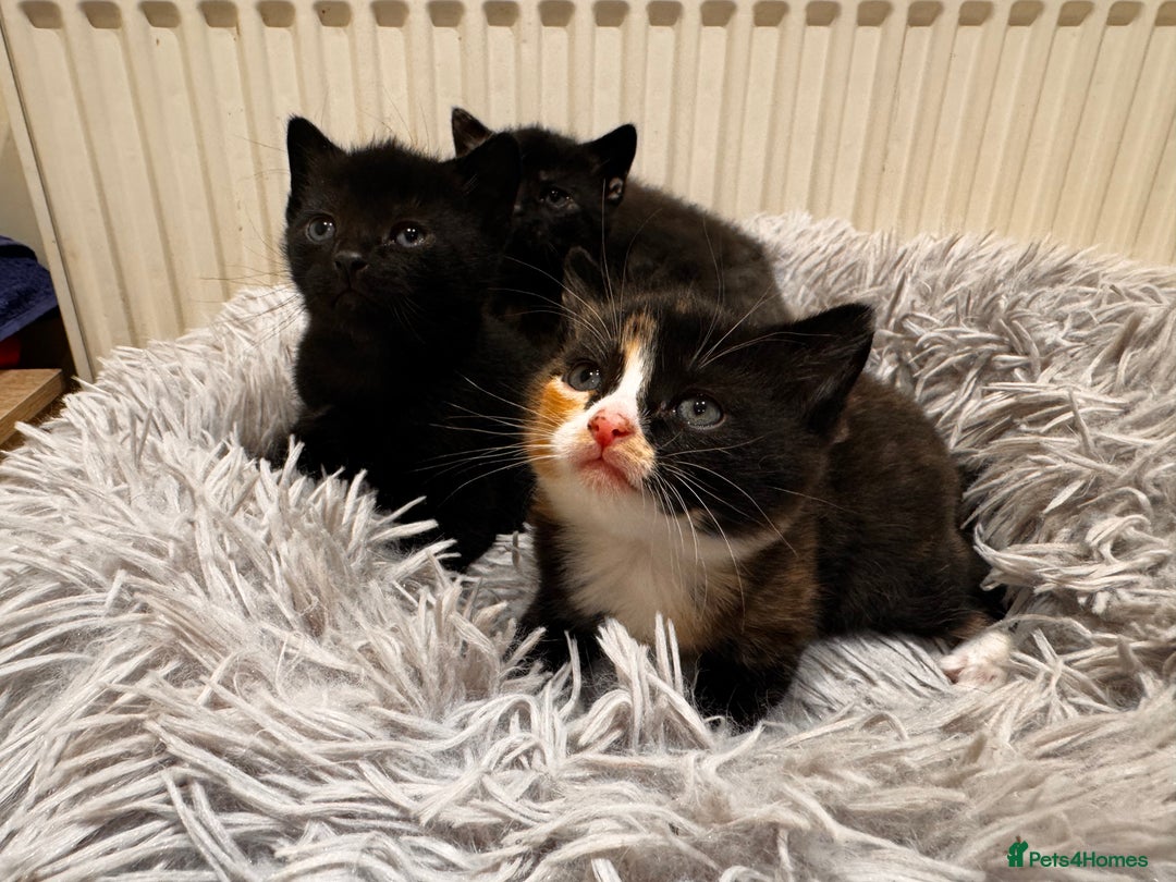 Mixed Breed cats for sale: 4 beautiful kittens - Advert 7
