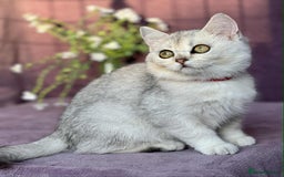British Shorthair cats for sale: Lovely BSH kittens - ready for their forever homes - Image 9