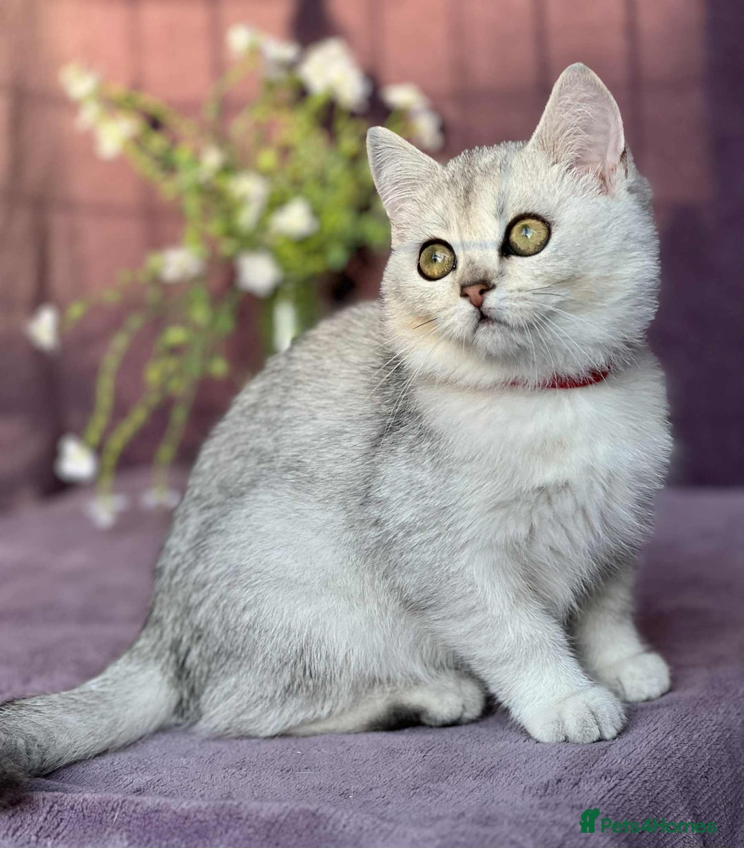 British Shorthair cats for sale: Lovely BSH kittens - ready for their forever homes - Image 9
