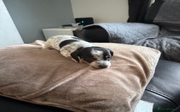 Mixed Breed dogs for sale: Doxiepoo 3/4 Daschund and 1/4 poodle - Advert 4