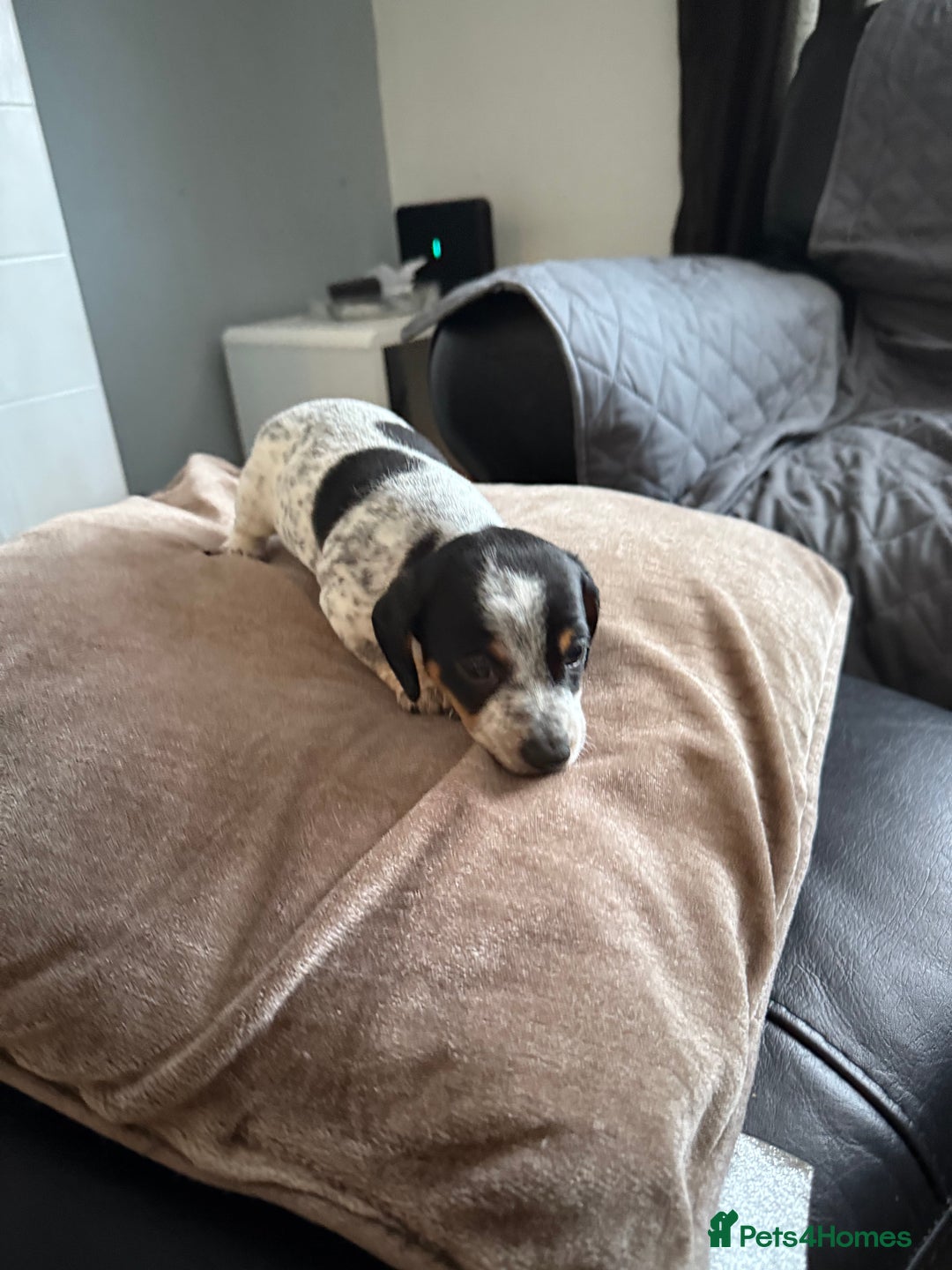 Mixed Breed dogs for sale: Doxiepoo 3/4 Daschund and 1/4 poodle - Advert 4