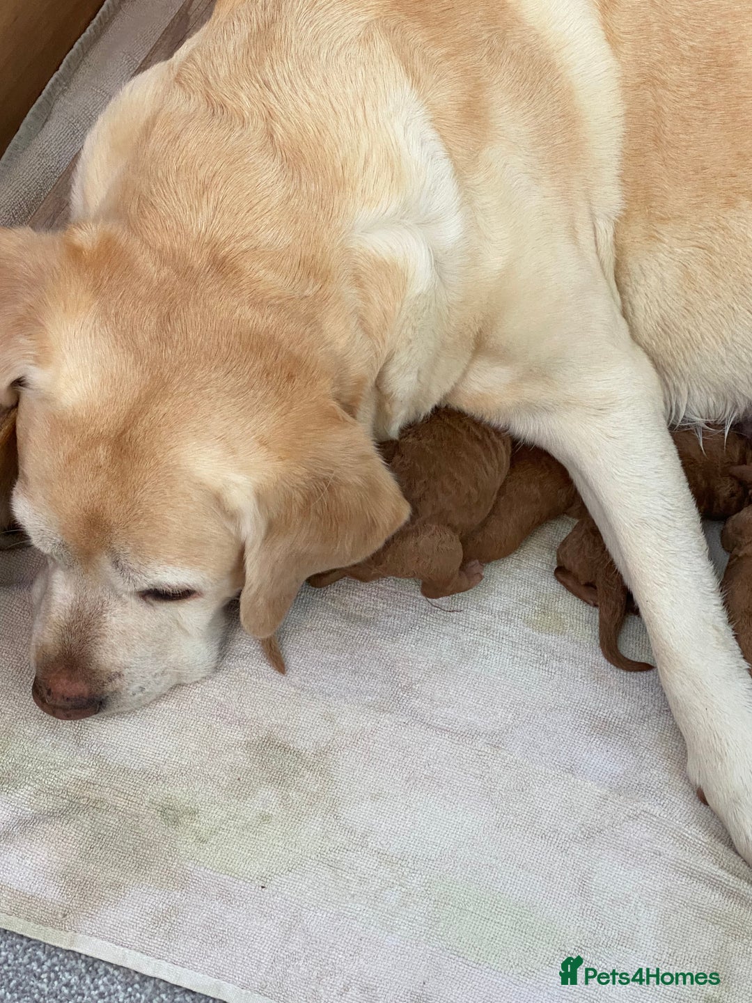 Labradoodle dogs for sale: F1 Red Miniature Labradoodles  - Advert 4