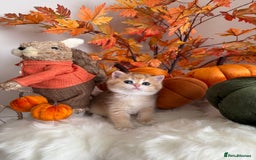 British Shorthair cats for sale: Blue Golden British Shorthair - Image 36