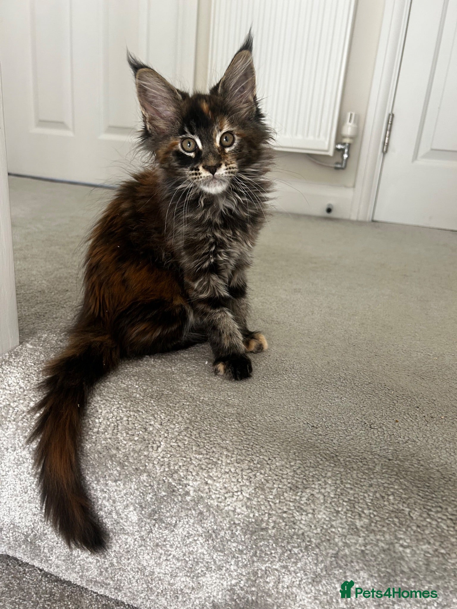 Maine Coon cats Maine Coons - Advert 2