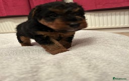 Welsh Terrier dogs for sale: Stunning Health Tested KC Reg Welshie Puppies - Advert 10