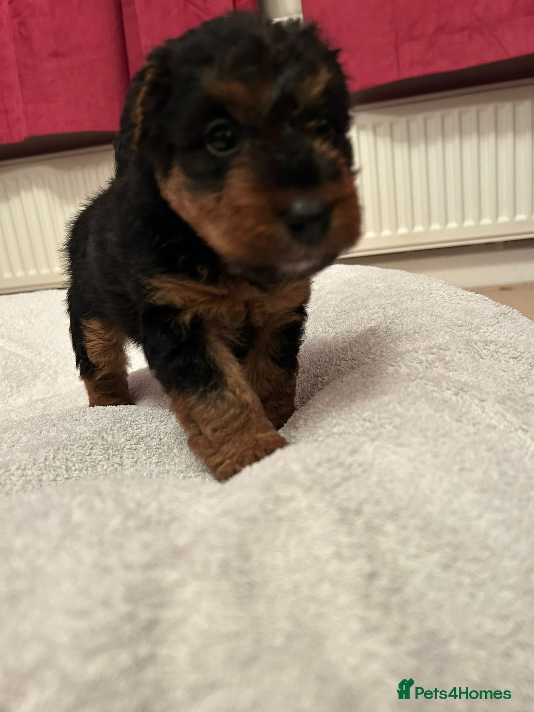 Welsh Terrier dogs for sale: Stunning Health Tested KC Reg Welshie Puppies - Advert 10