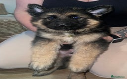German Shepherd dogs for sale: 🌟READY🌟- KC registered Long Haired GSD pups♥️ - Image 13