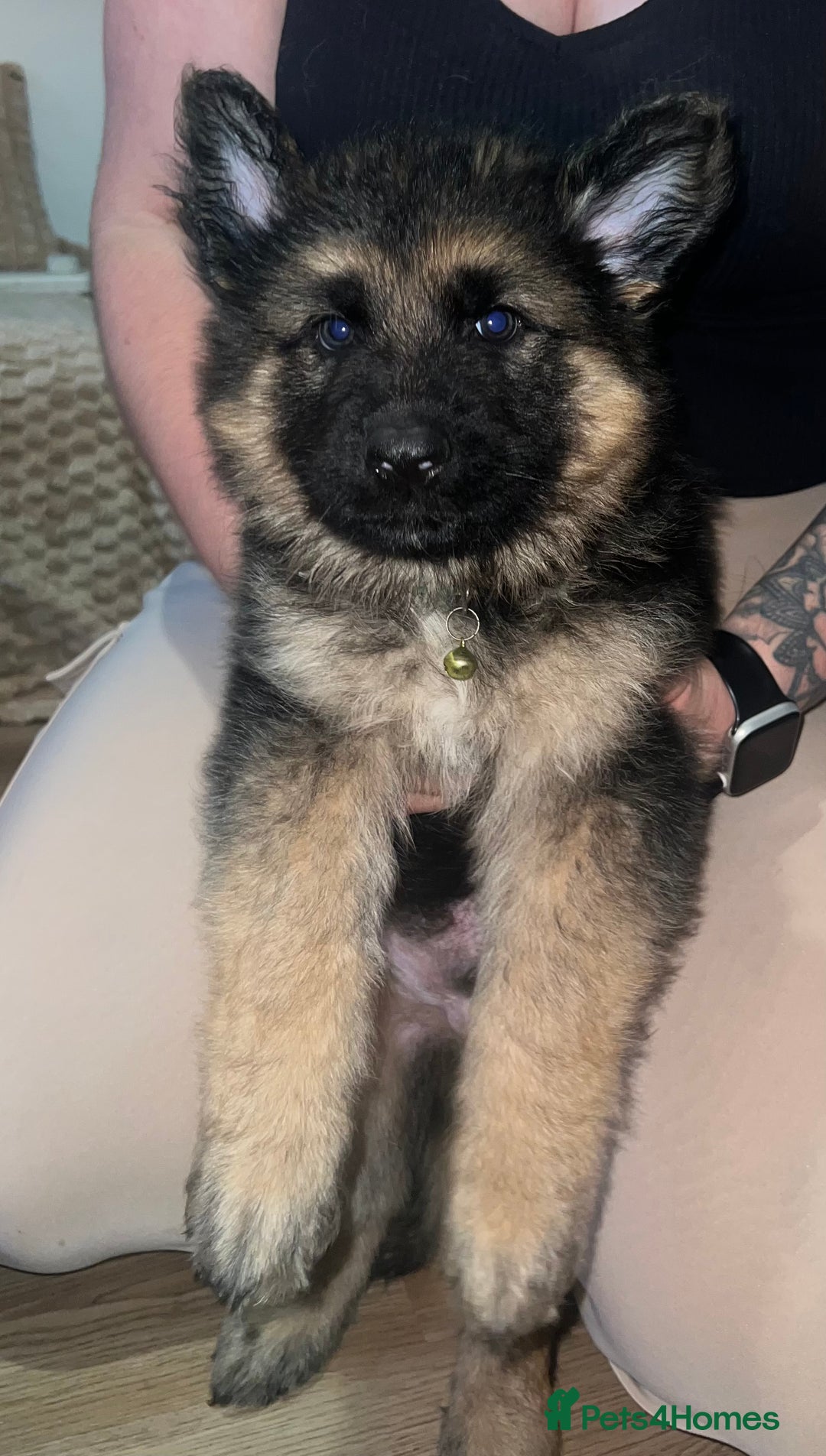 German Shepherd dogs for sale: 🌟READY🌟- KC registered Long Haired GSD pups♥️ - Image 13