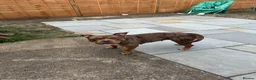 Mixed Breed dogs for sale: Bella - Advert 2