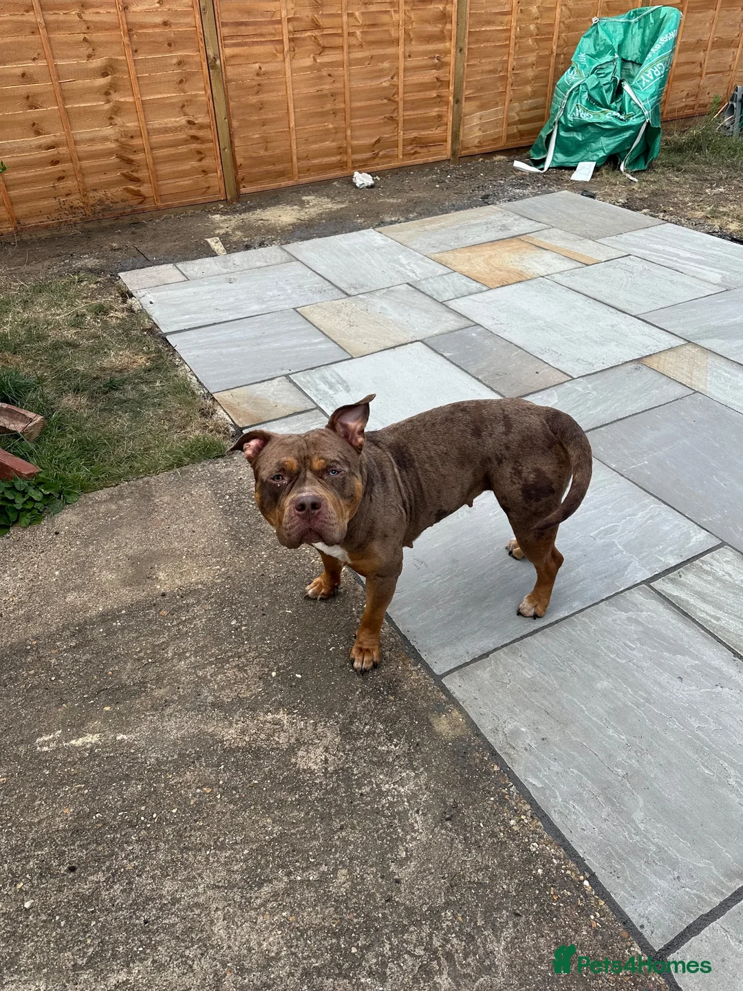 Mixed Breed dogs for sale: Bella - Advert 2
