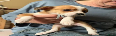 Mixed Breed 10