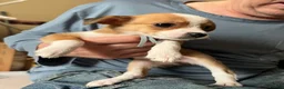 Mixed Breed dogs for sale: 11 beautiful parson Russell x pups - Advert 18
