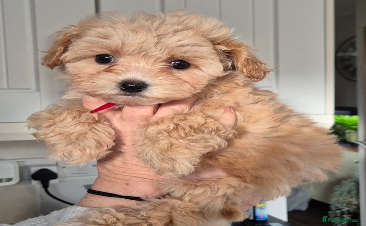 Maltipoo dogs F1 Maltipoo puppies 🐶 Just 2 girls remaining  - Advert 1
