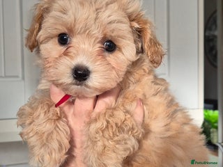 Maltipoo dogs F1 Maltipoo puppies 🐶 Just 2 girls remaining - Advert 10