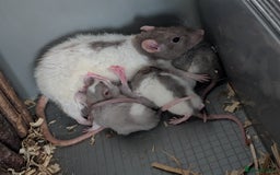 Rat rodents for sale: Rex and straight hairs beauties  - Image 3