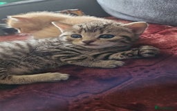 Bengal cats for sale: Beautiful Kittens for Sale - Image 3
