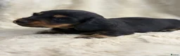 Miniature Dachshund dogs for sale: Stunning mini long haired dachshund puppies - Advert 7