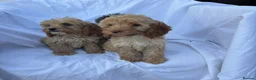 Cockapoo dogs for sale: Gorgeous cockatoo puppies - Advert 9