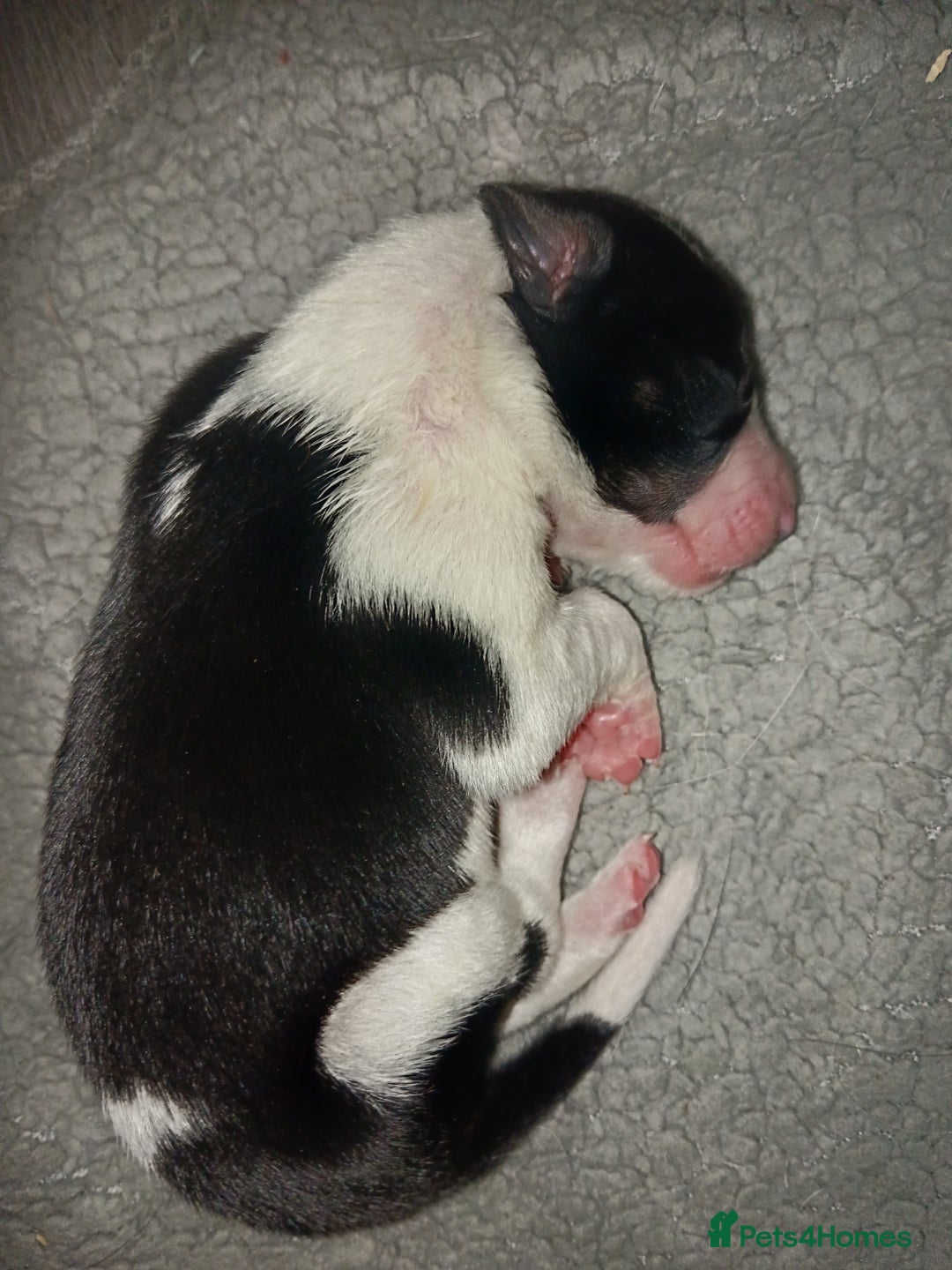 Border Collie dogs for sale: Border collie puppies B/W  - Advert 2