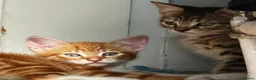 British Shorthair cats for sale: Pair of Gorgeous Kittens - Tabby and Ginger - 2  in Blackpool - Advert 5
