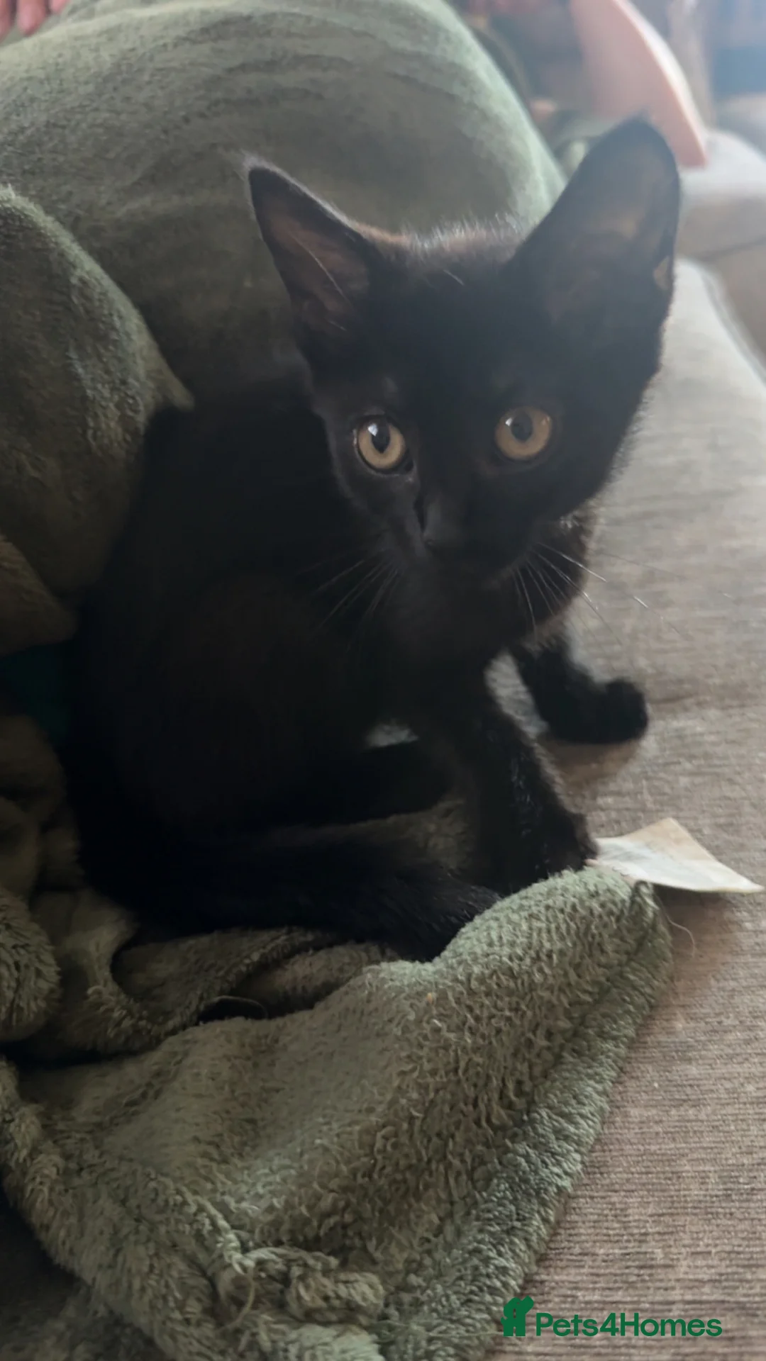 Mixed Breed cats for sale: Kitten rehoming  in Littlehampton - Advert 2