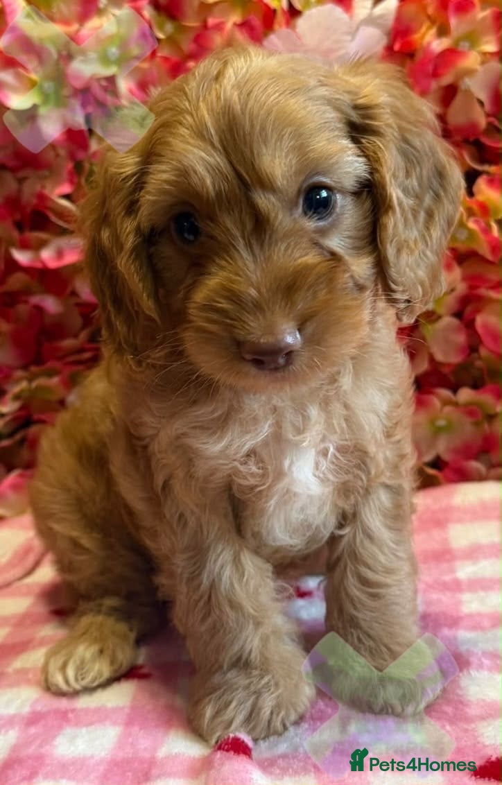 Cockapoo dogs F1 mini Cockapoos 30 dna health tested various  - Advert 1