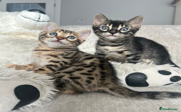 Bengal cats - Advert 2