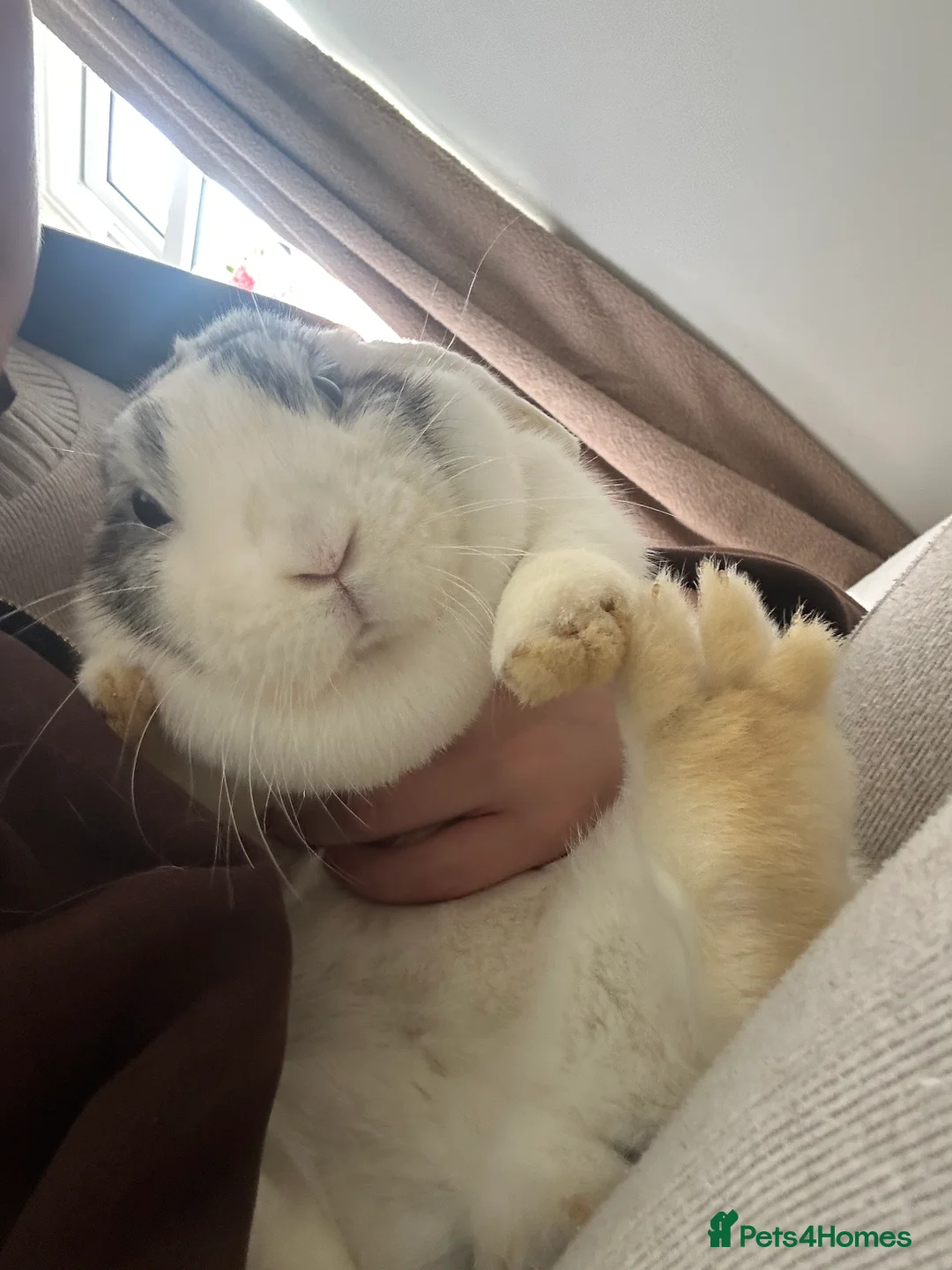 British Giant rabbits for sale: 2 female rabbits  - Advert 5