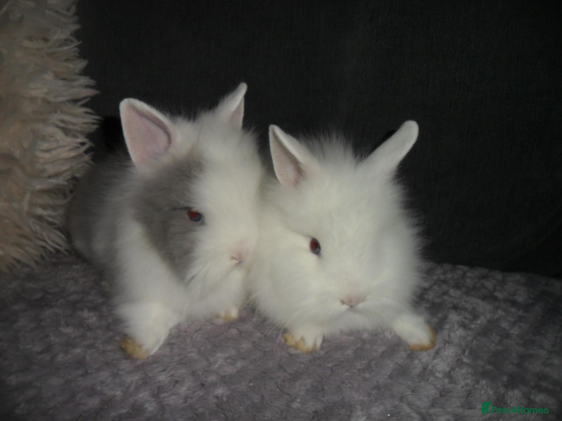 Lionhead rabbits BEAUTIFUL BABY LIONHEAD RABBITS WITH BLUE EYES - Advert 8