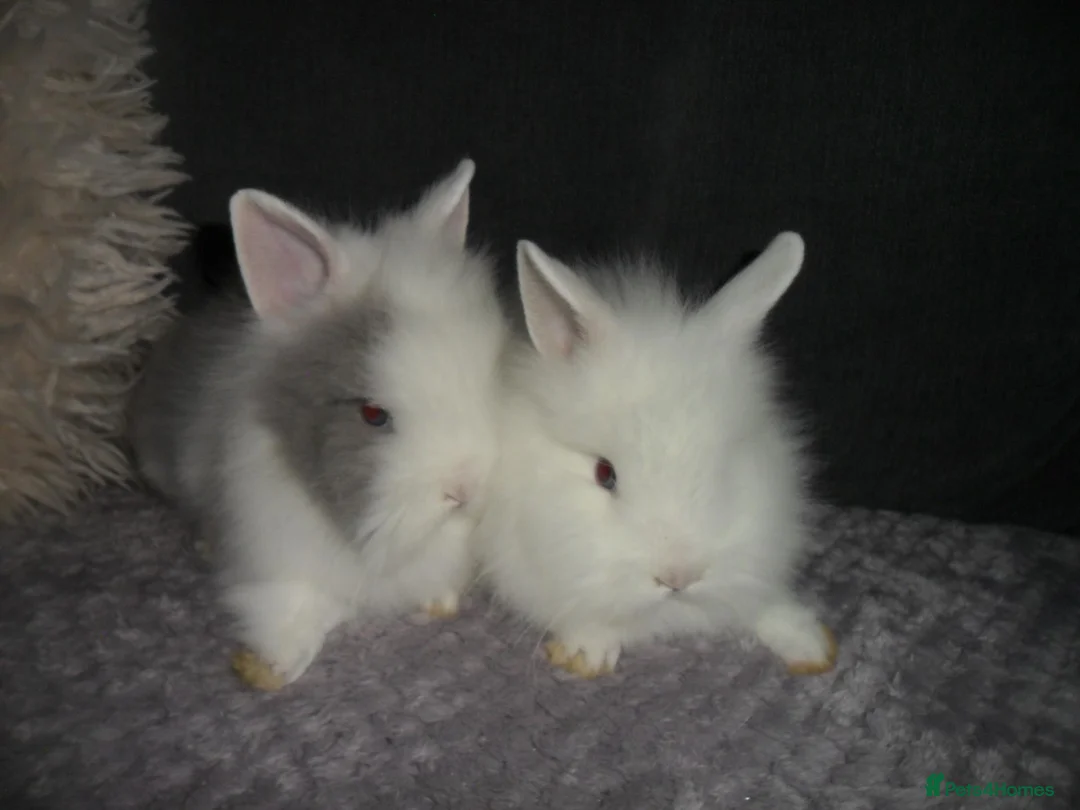 Lionhead rabbits for sale: BEAUTIFUL BABY LIONHEAD RABBITS WITH BLUE EYES - Advert 1