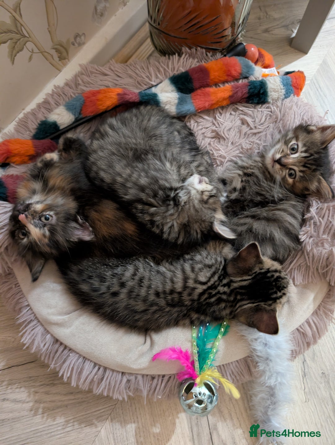 Mixed Breed cats for sale: Beautiful tabby/Calico fluffy kittens  - Advert 8