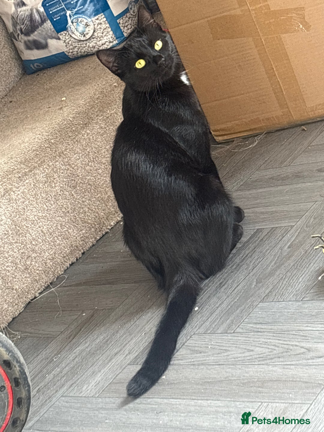 Bombay cats for sale: Kittens for sale  - Image 9