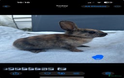English Spot rabbits for sale: Adorable English Spot x Rex bunnies for sale.  - Image 3