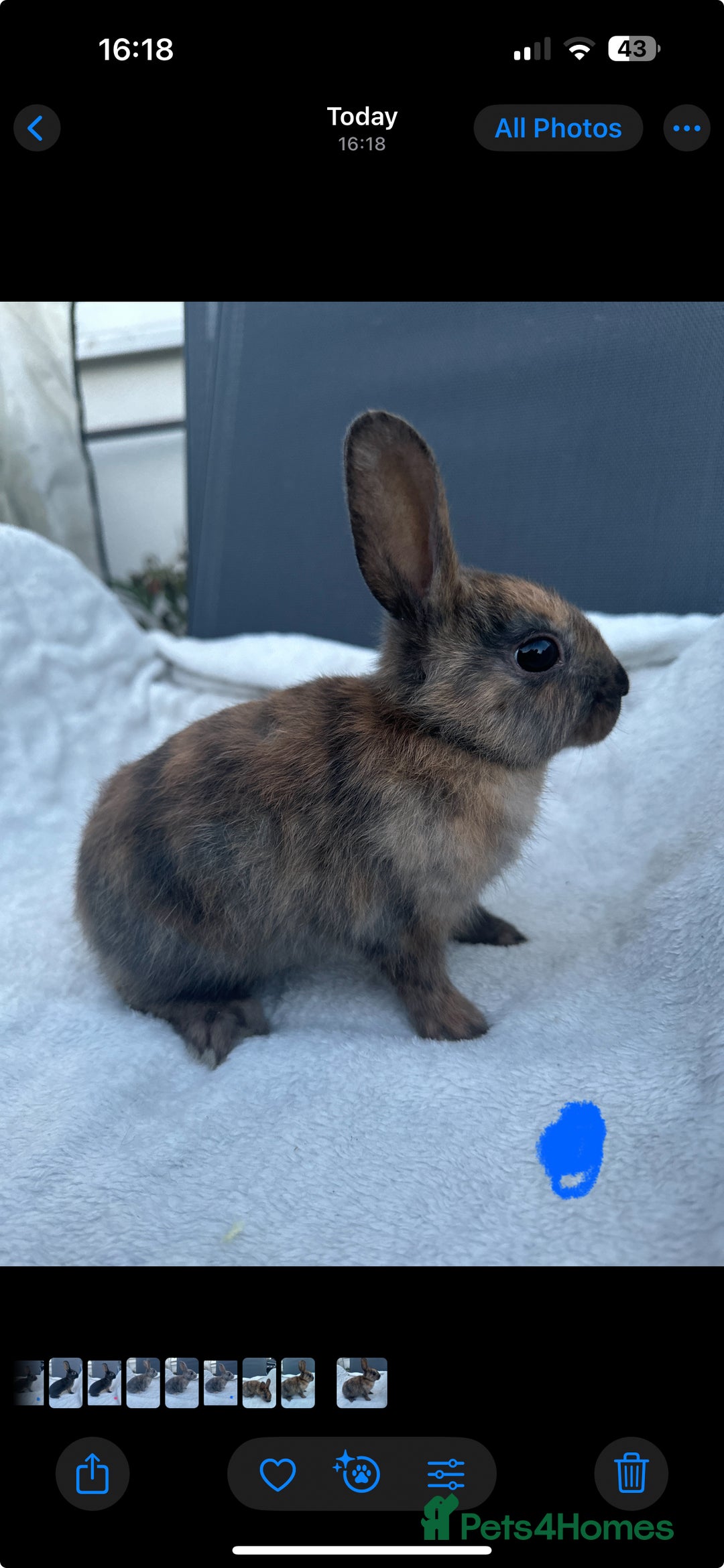 English Spot rabbits for sale: Adorable English Spot x Rex bunnies for sale.  - Image 3