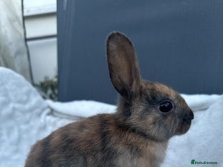 English Spot rabbits Adorable English Spot x Rex bunnies for sale. - Advert 2