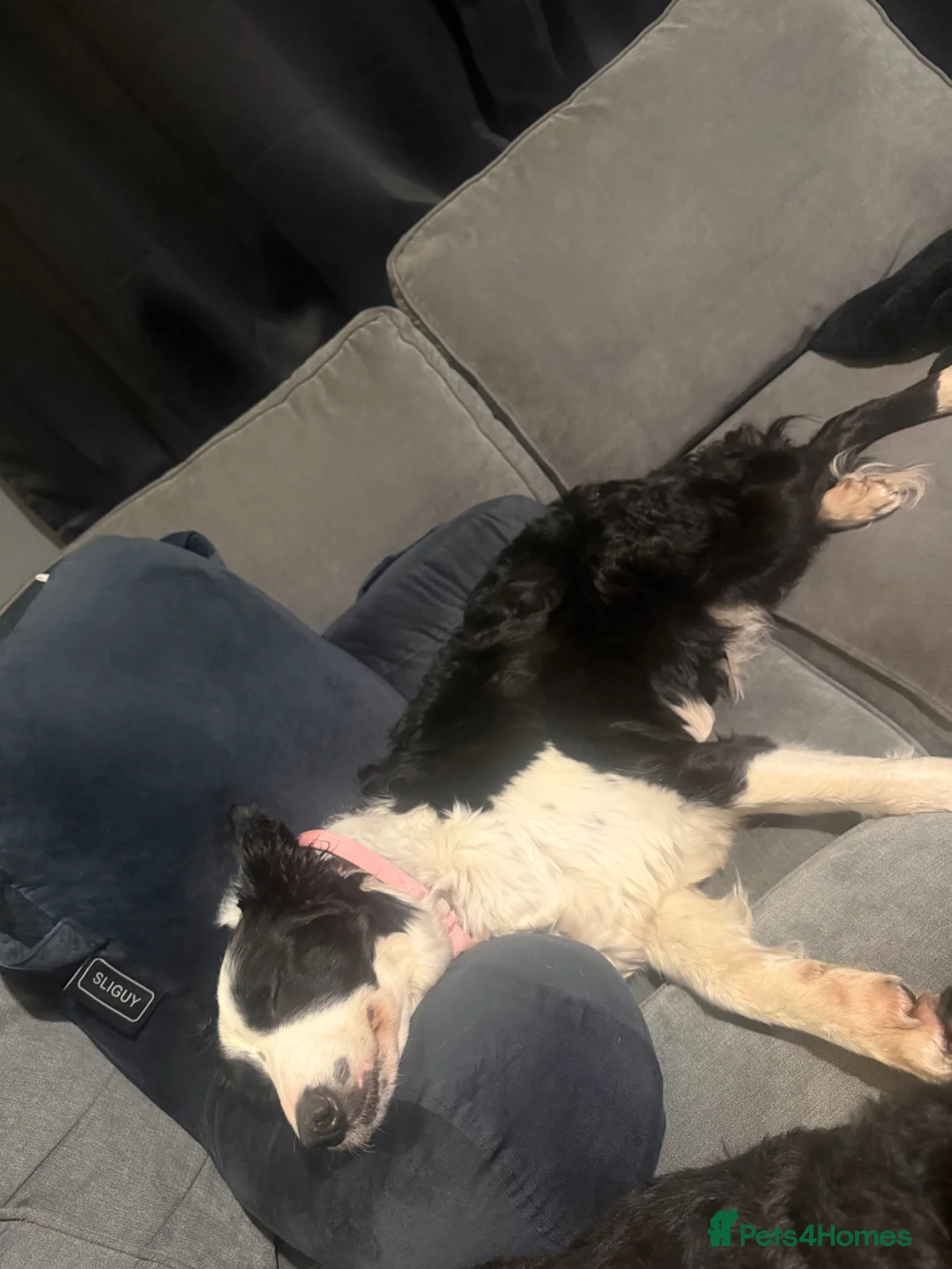 Border Collie dogs for sale: Sally 6 year old border collie  in Stoke-on-Trent - Advert 2