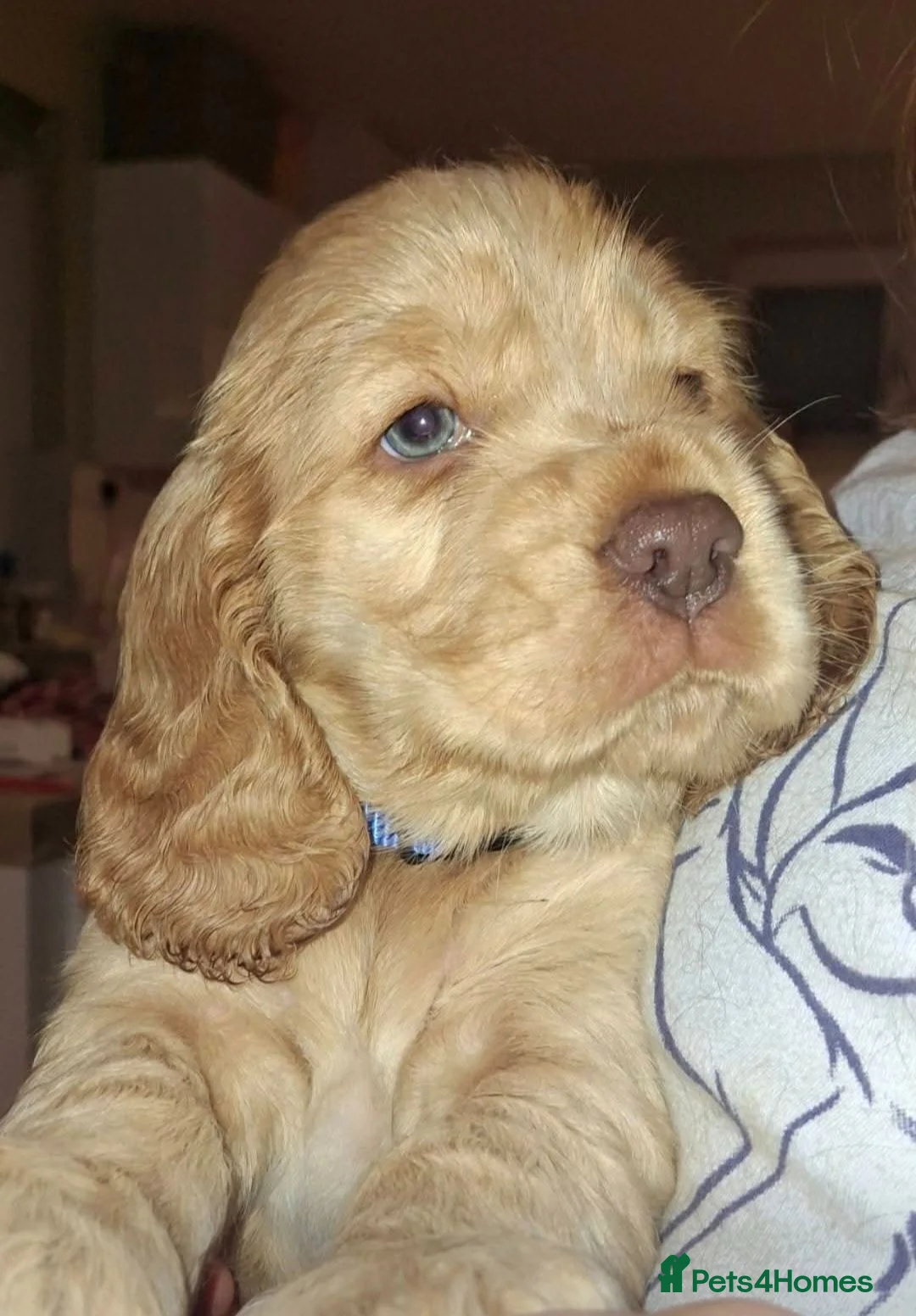 Cocker Spaniel dogs for sale: KC REG SHOW COCKER SPANIELS - Advert 15