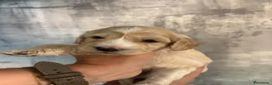 Cockapoo 4
