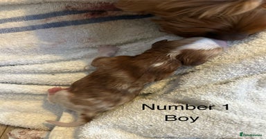 Cavapoo dogs - Advert 8