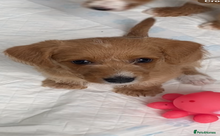 Jackapoo dogs - Advert 1